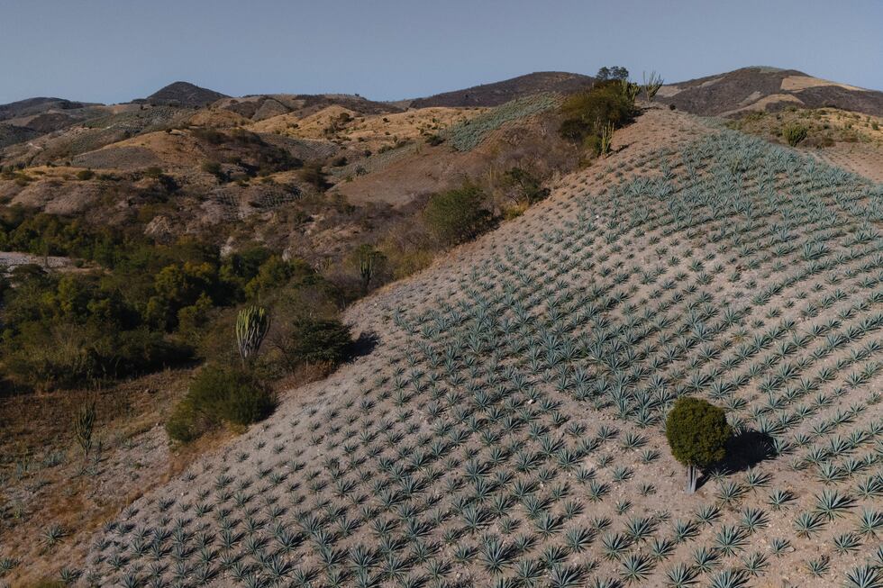Los campos de agave cubren las montañas que rodean la ciudad de San Luis del Río, Oaxaca, el...
