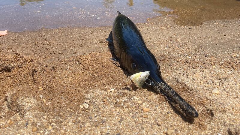 La familia atrapó a este extraño pez aguja color negro en las aguas del río Saluda en Carolina...